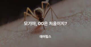 모기가 싫어하는 5가지