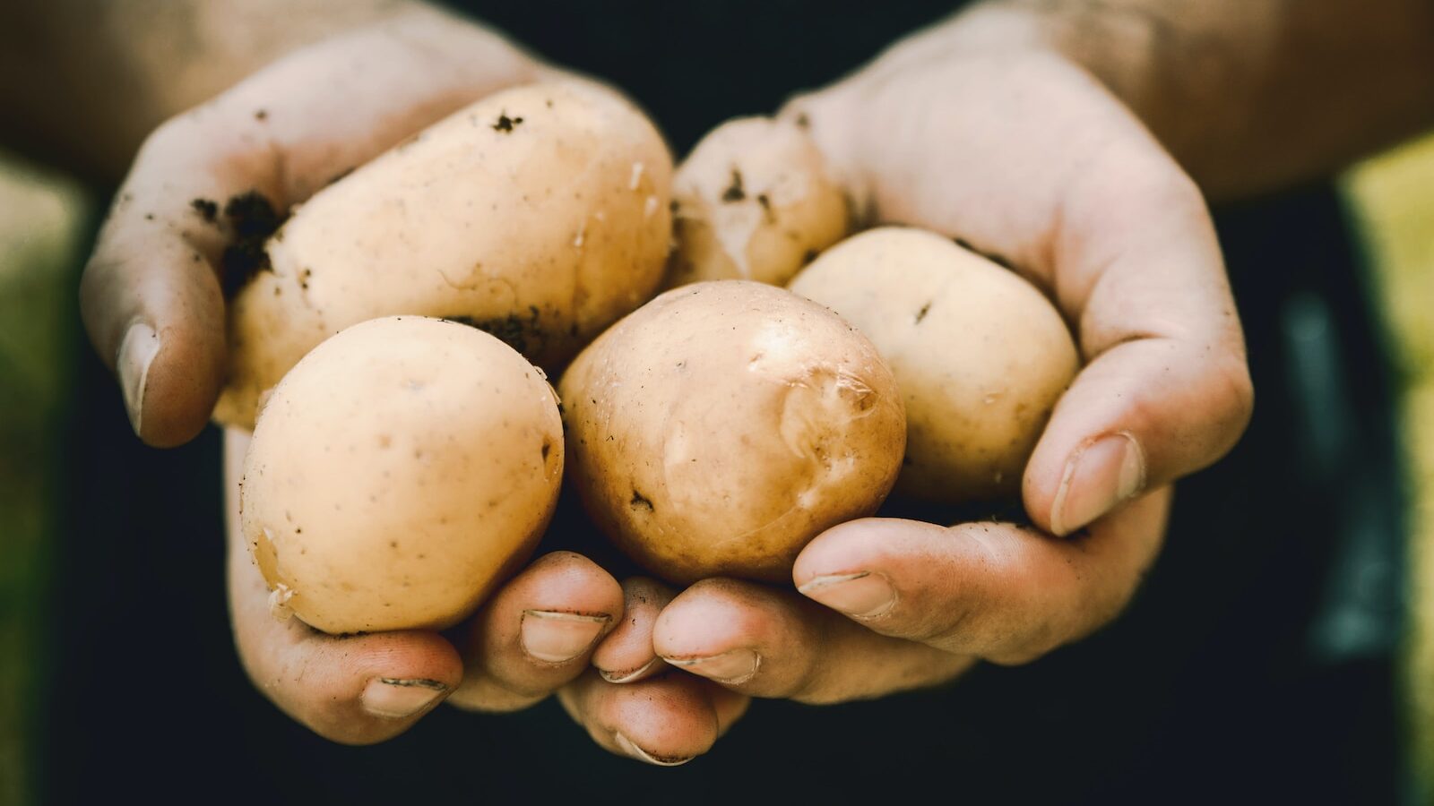 bunch of potatoes