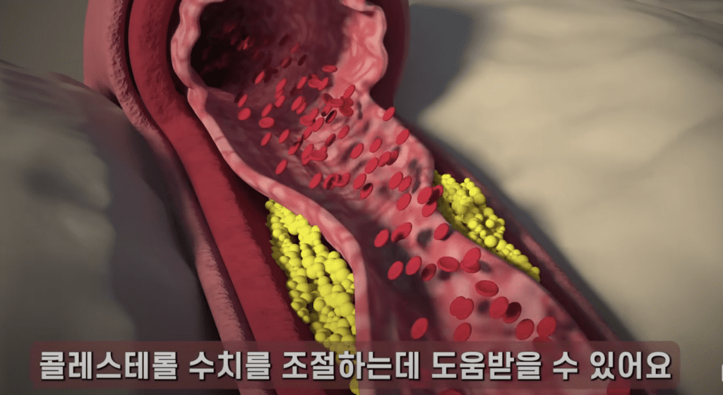 콜레스테롤 수치를 조절하는데 도움받을 수 있어요.